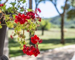 Domaine Du Chemin Royal Fleurs